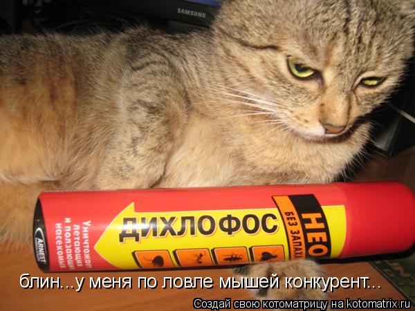 блин...у меня по ловле мышей конкурент...... Котоматрица: блин...у меня по ловле мышей конкурент...