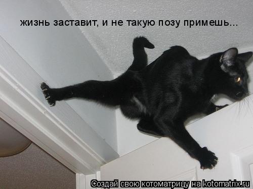 жизнь заставит, и не такую позу примешь...... Котоматрица: жизнь заставит, и не такую позу примешь...