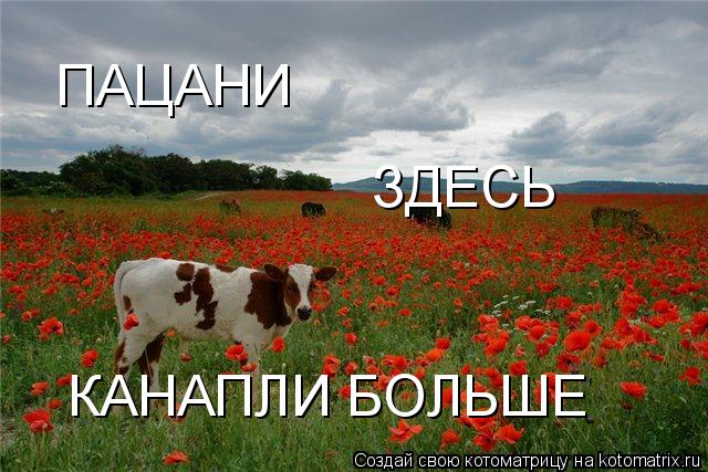 ПАЦАНИ ЗДЕСЬ КАНАПЛИ БОЛЬШЕ... Котоматрица: ПАЦАНИ ЗДЕСЬ КАНАПЛИ БОЛЬШЕ
