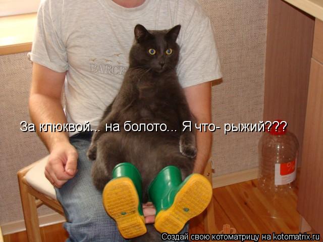 За клюквой... на болото... Я что- рыжий???... Котоматрица: За клюквой... на болото... Я что- рыжий???