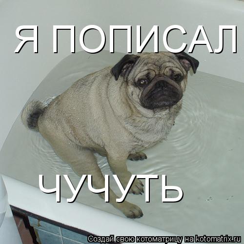 Я ПОПИСАЛ ЧУЧУТЬ... Котоматрица: Я ПОПИСАЛ ЧУЧУТЬ
