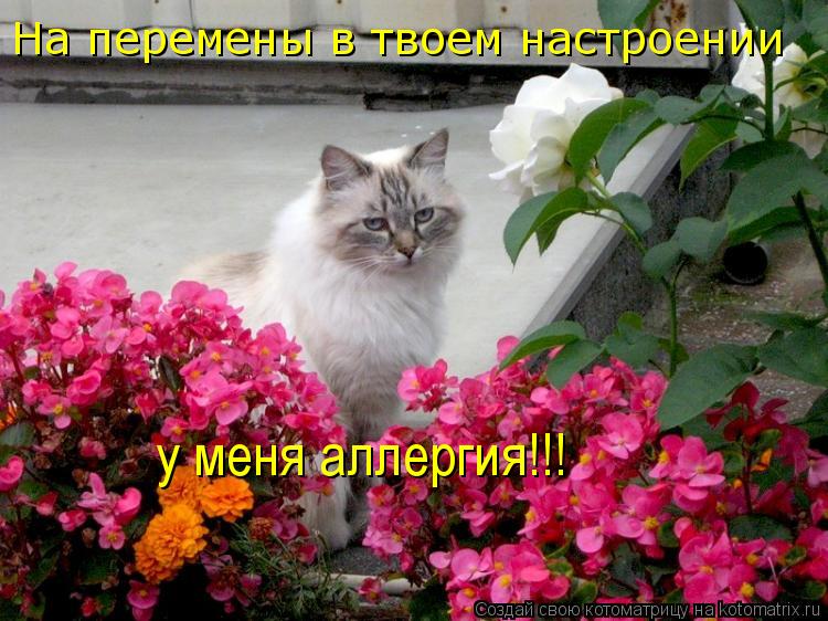 На перемены в твоем настроении у меня аллергия!!!... Котоматрица: На перемены в твоем настроении у меня аллергия!!!