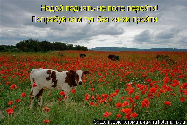 Попробуй сам тут без хи-хи пройти Надой поднять-не поле перейти!... Котоматрица: Попробуй сам тут без хи-хи пройти Надой поднять-не поле перейти!
