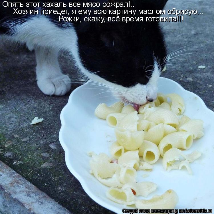 Опять этот хахаль всё мясо сожрал!.. Хозяин приедет, я ему всю картину маслом обрисую... Рожки, скажу... Котоматрица: Опять этот хахаль всё мясо сожрал!.. Хозяин приедет, я ему всю картину маслом обрисую... Рожки, скажу, всё время готовила!!!