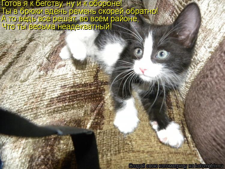 Готов я к бегству, ну и к обороне! Ты в брюки вдень ремень скорей обратно! А то ведь все решат, во вс... Котоматрица: Готов я к бегству, ну и к обороне! Ты в брюки вдень ремень скорей обратно! А то ведь все решат, во всём районе, Что ты весьма неадекватный!