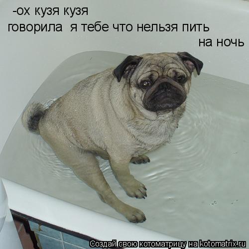 -ох кузя кузя говорила я тебе что нельзя пить на ночь... Котоматрица: -ох кузя кузя говорила я тебе что нельзя пить на ночь