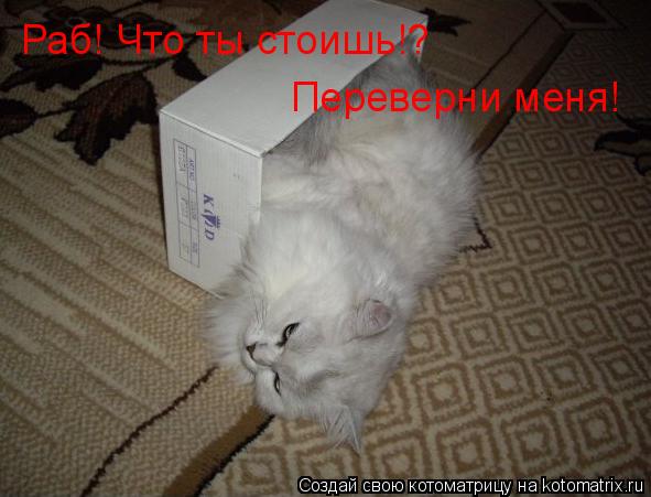 Раб! Что ты стоишь!? Переверни меня!... Котоматрица: Раб! Что ты стоишь!? Переверни меня!