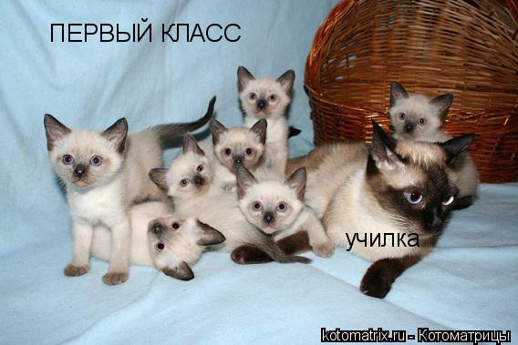 ПЕРВЫЙ КЛАСС училка... Котоматрица: ПЕРВЫЙ КЛАСС училка