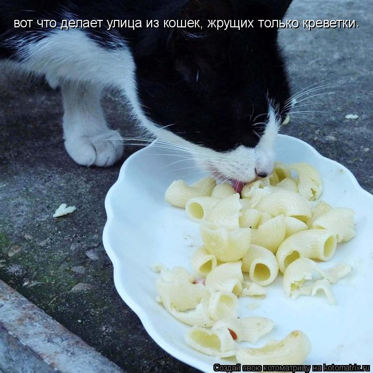 вот что делает улица из кошек, жрущих только креветки .... Котоматрица: вот что делает улица из кошек, жрущих только креветки .