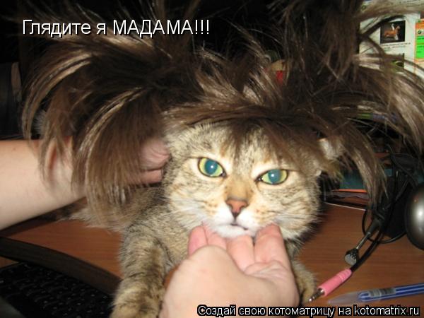 Глядите я МАДАМА!!!... Котоматрица: Глядите я МАДАМА!!!