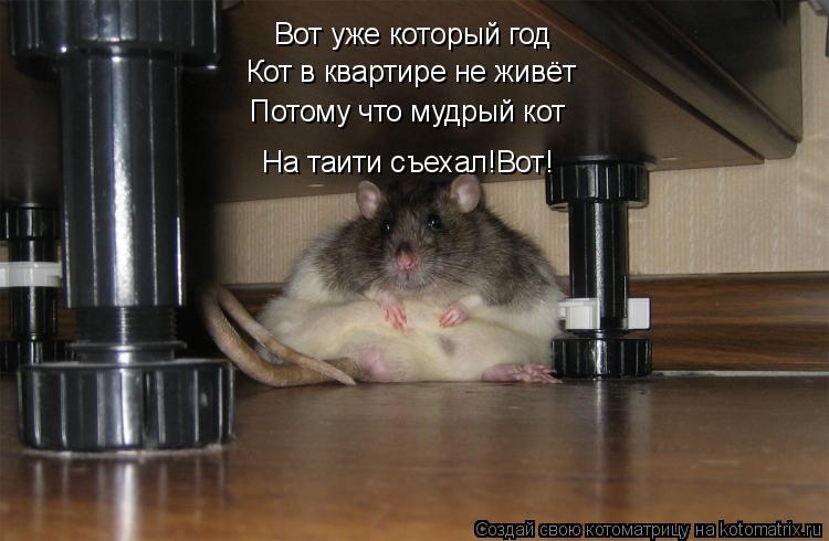 Вот уже который год Кот в квартире не живёт Потому что мудрый кот На таити съехал!Вот!... Котоматрица: Вот уже который год Кот в квартире не живёт Потому что мудрый кот На таити съехал!Вот!