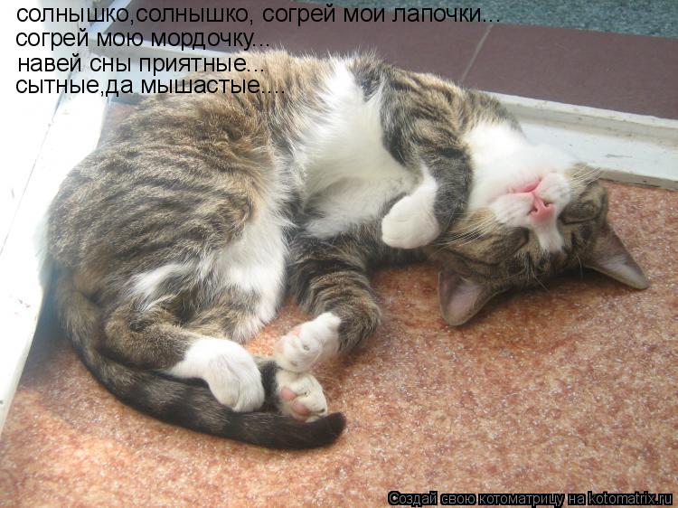 солнышко,солнышко, согрей мои лапочки... согрей мою мордочку... навей сны приятные... сытные,да мышас... Котоматрица: солнышко,солнышко, согрей мои лапочки... согрей мою мордочку... навей сны приятные... сытные,да мышастые....