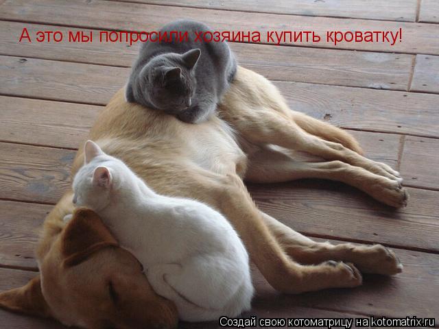 А это мы попросили хозяина купить кроватку!... Котоматрица: А это мы попросили хозяина купить кроватку!
