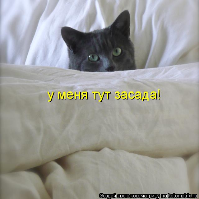 у меня тут засада!... Котоматрица: у меня тут засада!