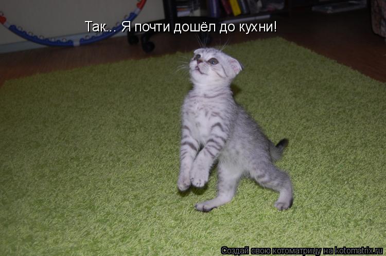 Так... Я почти дошёл до кухни!... Котоматрица: Так... Я почти дошёл до кухни!