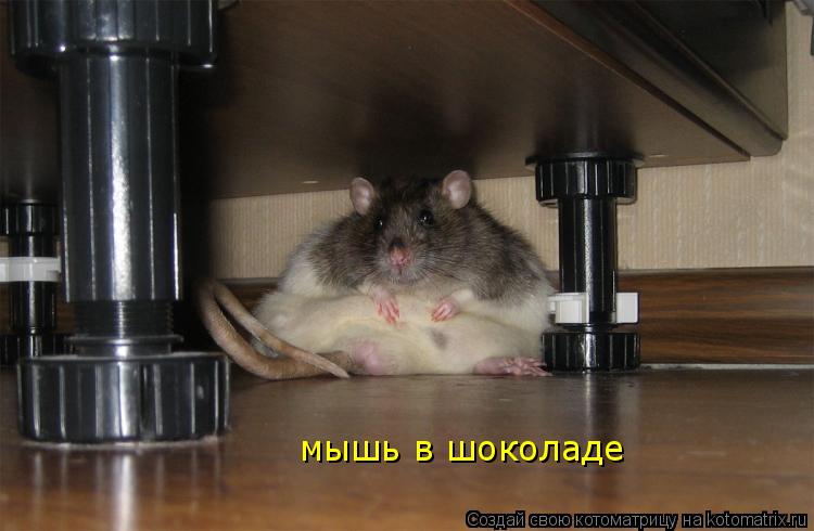 мышь в шоколаде... Котоматрица: мышь в шоколаде