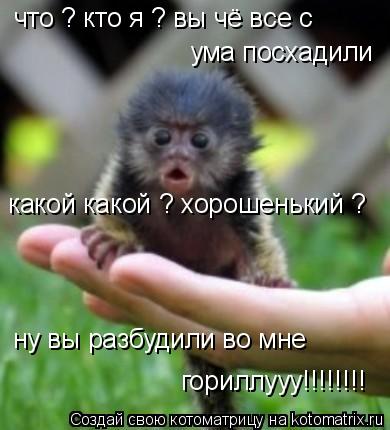 что ? кто я ? вы чё все с ума посхадили какой какой ? хорошенький ? ну вы разбудили во мне горилл... Котоматрица: что ? кто я ? вы чё все с ума посхадили какой какой ? хорошенький ? ну вы разбудили во мне гориллууу!!!!!!!!