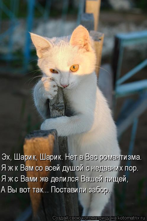 Эх, Шарик, Шарик. Нет в Вас романтизма. Я ж с Вами же делился Вашей пищей, Я ж к Вам со всей душой с ... Котоматрица: Эх, Шарик, Шарик. Нет в Вас романтизма. Я ж с Вами же делился Вашей пищей, Я ж к Вам со всей душой с недавних пор. А Вы вот так... Поставили забор.