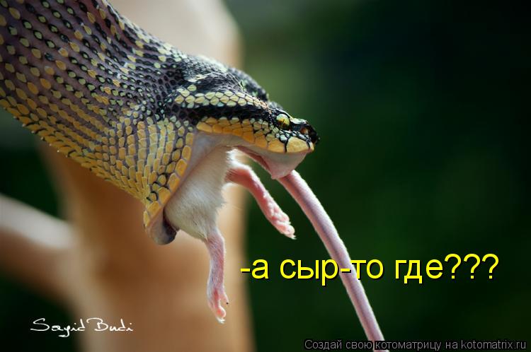 -а сыр-то где???... Котоматрица: -а сыр-то где???