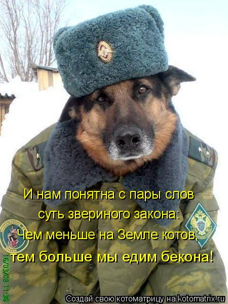 И нам понятна с пары слов суть звериного закона: Чем меньше на Земле котов, тем больше мы едим бе... Котоматрица: И нам понятна с пары слов суть звериного закона: Чем меньше на Земле котов, тем больше мы едим бекона!