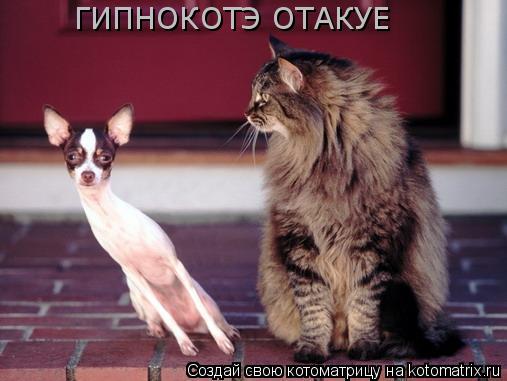 ГИПНОКОТЭ ОТАКУЕ... Котоматрица: ГИПНОКОТЭ ОТАКУЕ