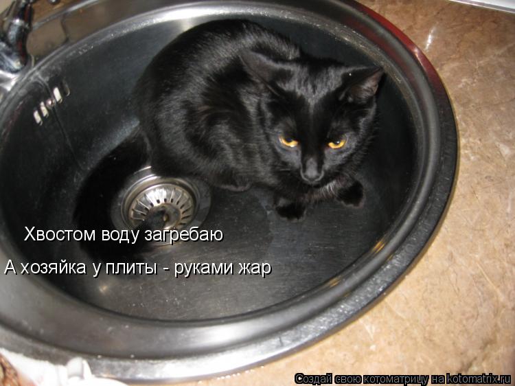 Хвостом воду загребаю А хозяйка у плиты - руками жар... Котоматрица: Хвостом воду загребаю А хозяйка у плиты - руками жар