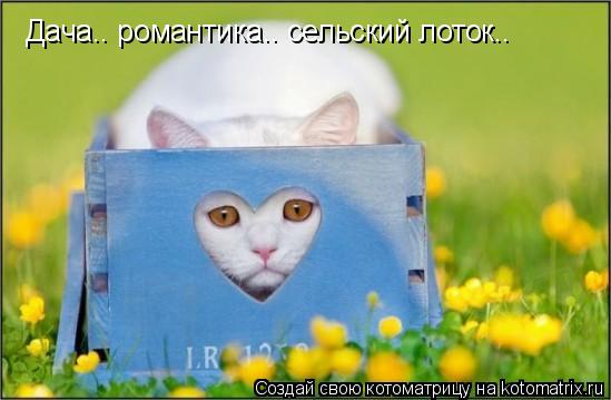 Дача.. романтика.. сельский лоток..... Котоматрица: Дача.. романтика.. сельский лоток..