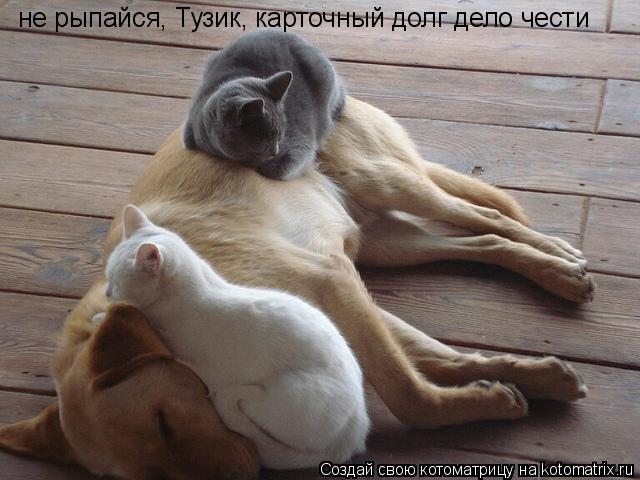 не рыпайся, Тузик, карточный долг дело чести... Котоматрица: не рыпайся, Тузик, карточный долг дело чести