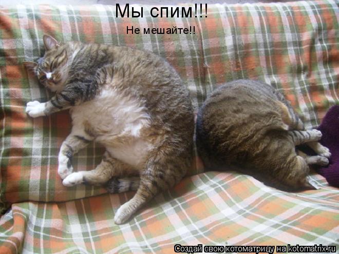 Мы спим!!! Не мешайте!!... Котоматрица: Мы спим!!! Не мешайте!!