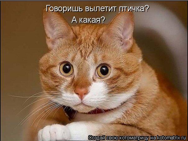Говоришь вылетит птичка? А какая?... Котоматрица: Говоришь вылетит птичка? А какая?
