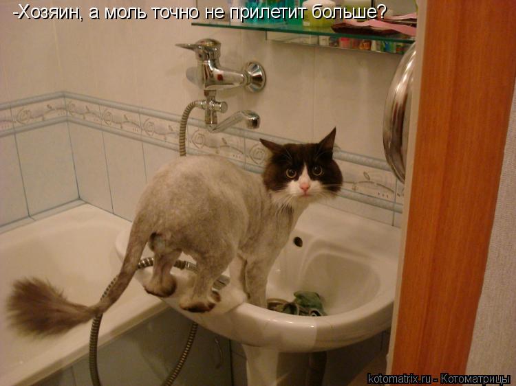 -Хозяин, а моль точно не прилетит больше?... Котоматрица: -Хозяин, а моль точно не прилетит больше?