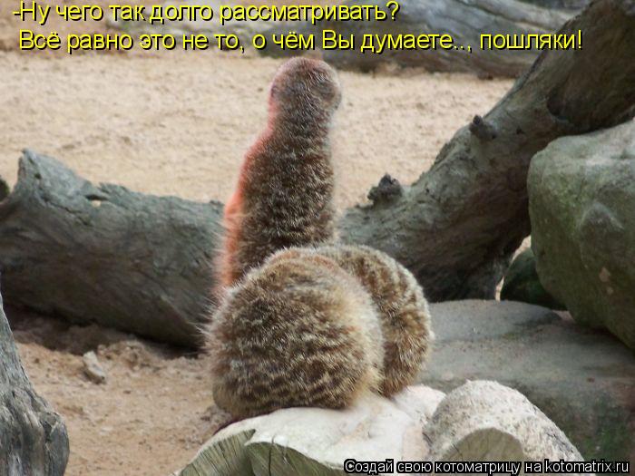 -Ну чего так долго рассматривать? Всё равно это не то, о чём Вы думаете.., пошляки!... Котоматрица: -Ну чего так долго рассматривать? Всё равно это не то, о чём Вы думаете.., пошляки!