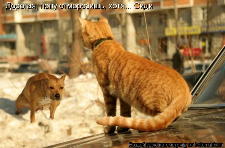 Дорогая, попу отморозишь, хотя... Сиди... Котоматрица: Дорогая, попу отморозишь, хотя... Сиди