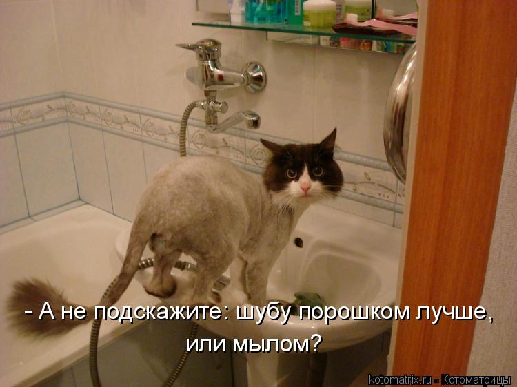 - А не подскажите: шубу порошком лучше, или мылом?... Котоматрица: - А не подскажите: шубу порошком лучше, или мылом?