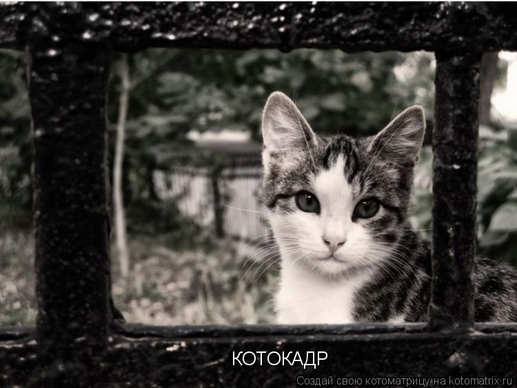КОТОКАДР... Котоматрица: КОТОКАДР