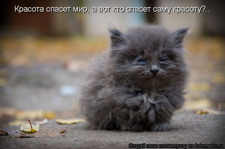 Красота спасет мир, а вот кто спасет саму красоту?..... Котоматрица: Красота спасет мир, а вот кто спасет саму красоту?..