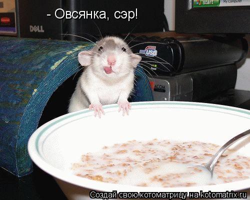 - Овсянка, сэр!... Котоматрица: - Овсянка, сэр!
