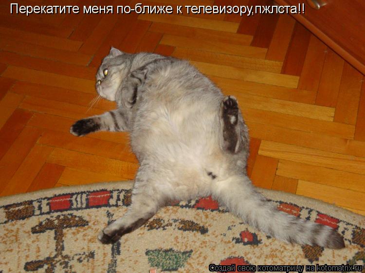 Перекатите меня по-ближе к телевизору,пжлста!!... Котоматрица: Перекатите меня по-ближе к телевизору,пжлста!!