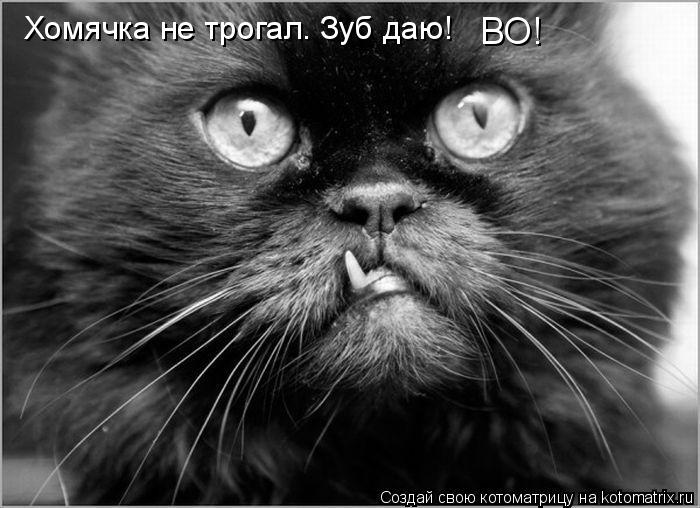 Хомячка не трогал. Зуб даю! ВО!... Котоматрица: Хомячка не трогал. Зуб даю! ВО!