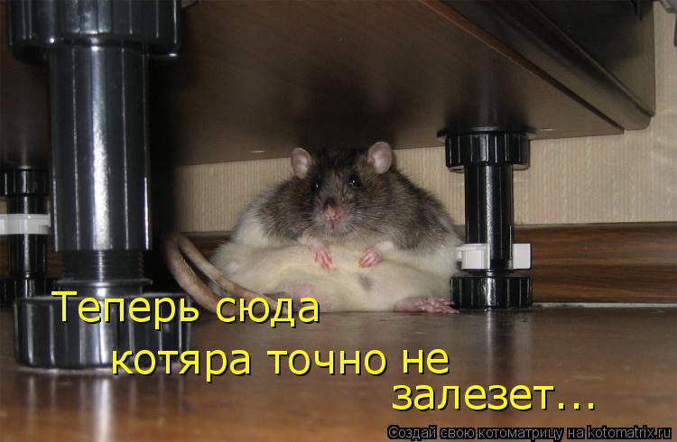 Теперь сюда котяра точно не залезет...... Котоматрица: Теперь сюда котяра точно не залезет...