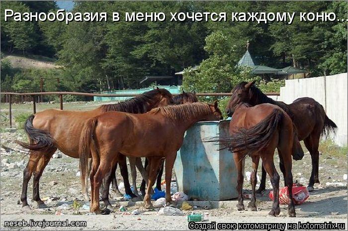Разнообразия в меню хочется каждому коню...... Котоматрица: Разнообразия в меню хочется каждому коню...