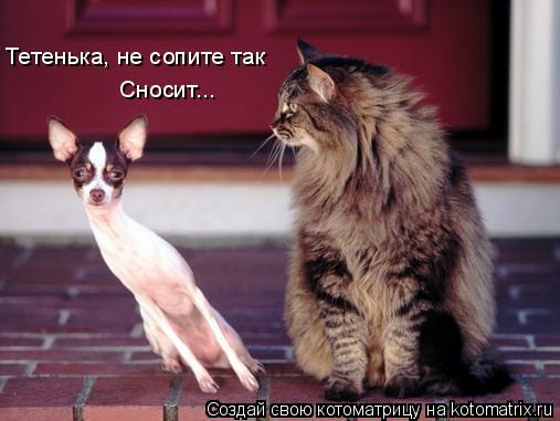 Тетенька, не сопите так Сносит...... Котоматрица: Тетенька, не сопите так Сносит...