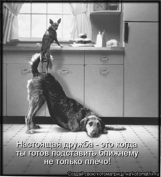 Настоящая дружба - это когда ты готов подставить ближнему не только плечо!... Котоматрица: Настоящая дружба - это когда ты готов подставить ближнему не только плечо!