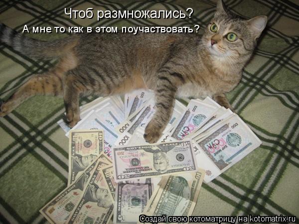 Чтоб размножались? А мне то как в этом поучаствовать?... Котоматрица: Чтоб размножались? А мне то как в этом поучаствовать?