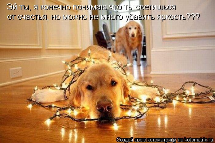 Эй ты, я конечно понимаю что ты светишься от счастья, но можно не много убавить яркость???... Котоматрица: Эй ты, я конечно понимаю что ты светишься от счастья, но можно не много убавить яркость???