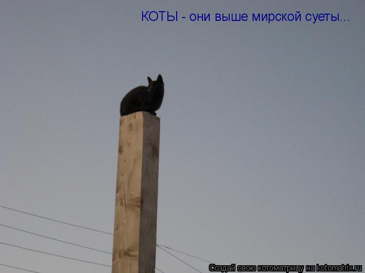 КОТЫ - они выше мирской суеты...... Котоматрица: КОТЫ - они выше мирской суеты...