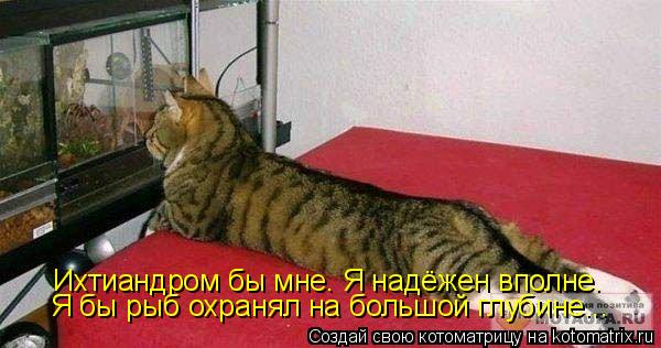 Ихтиандром бы мне. Я надёжен вполне. Я бы рыб охранял на большой глубине...... Котоматрица: Ихтиандром бы мне. Я надёжен вполне. Я бы рыб охранял на большой глубине...