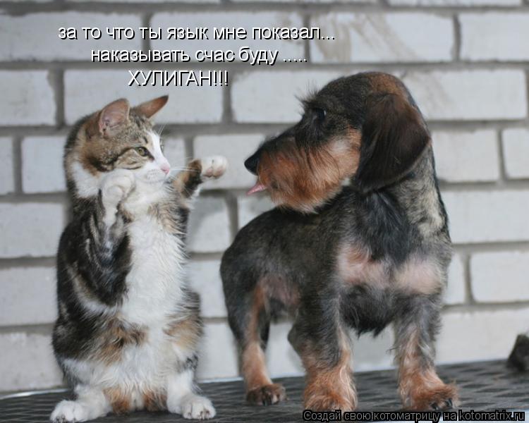 за то что ты язык мне показал... наказывать счас буду ..... ХУЛИГАН!!!... Котоматрица: за то что ты язык мне показал... наказывать счас буду ..... ХУЛИГАН!!!