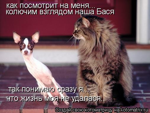 как посмотрит на меня... колючим взглядом наша Бася так понимаю сразу я... что жизнь моя не удалася..... Котоматрица: как посмотрит на меня... колючим взглядом наша Бася так понимаю сразу я... что жизнь моя не удалася..