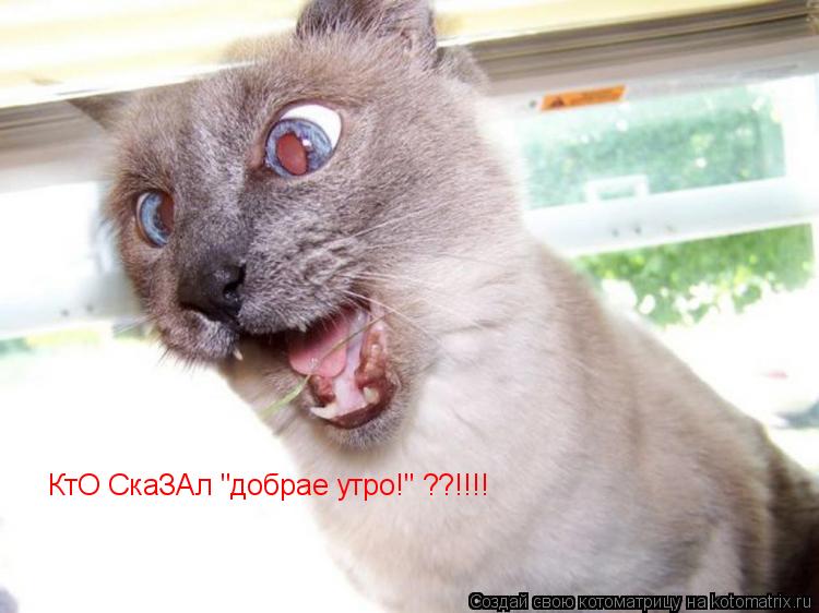 КтО СкаЗАл "добрае утро!" ??!!!!... Котоматрица: КтО СкаЗАл "добрае утро!" ??!!!!